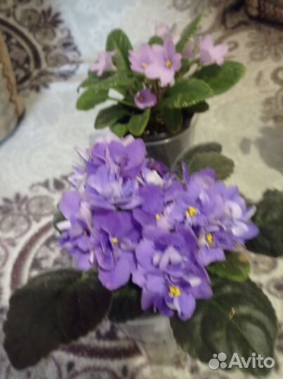 Цветущие фиалки