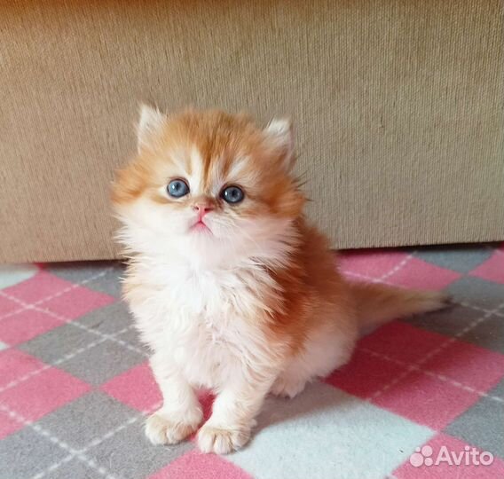 Британские золотые котята