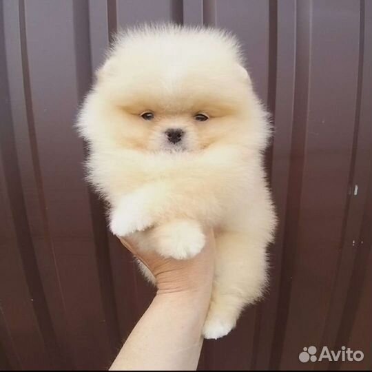 Мини(1.5 кг) девочка