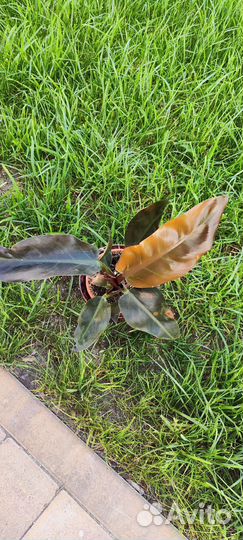 Филодендрон imperial ред