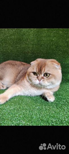 Золотой кот