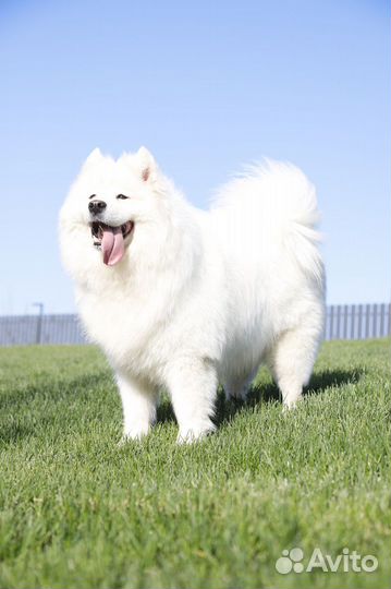 Собака для фотосессии