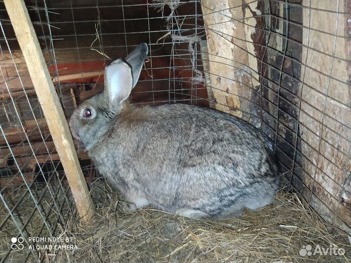 Продаю кроликов