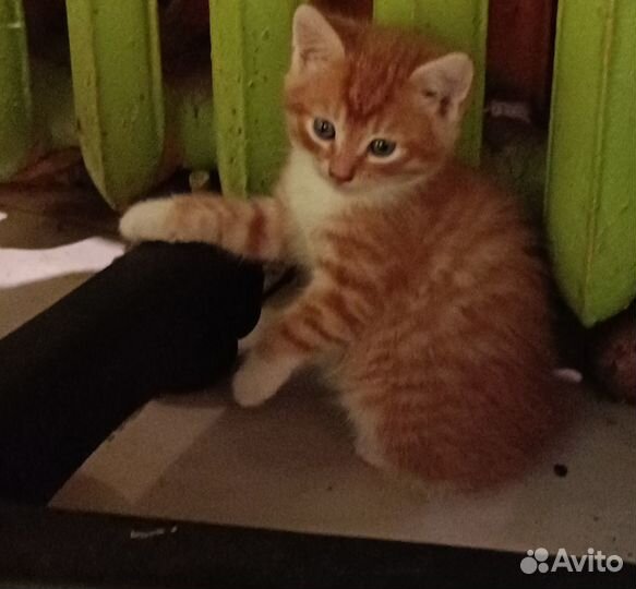 Отдам в добрые руки