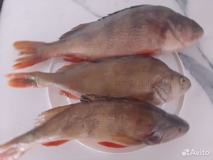 Рыба окунь