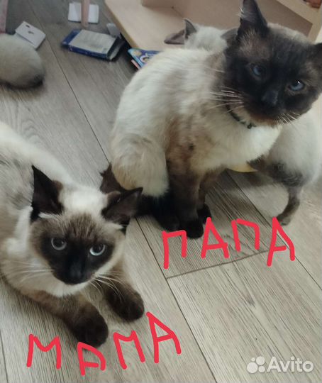 Котята отдам бесплатно
