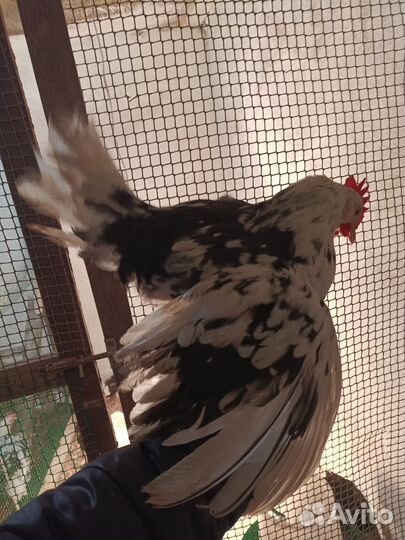 Петухи Леггорн Далматинец