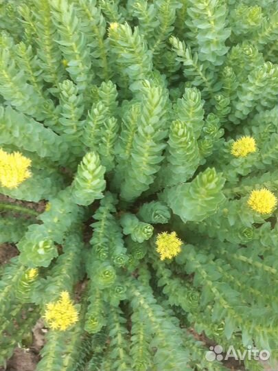 Цветы садовые Многолетники