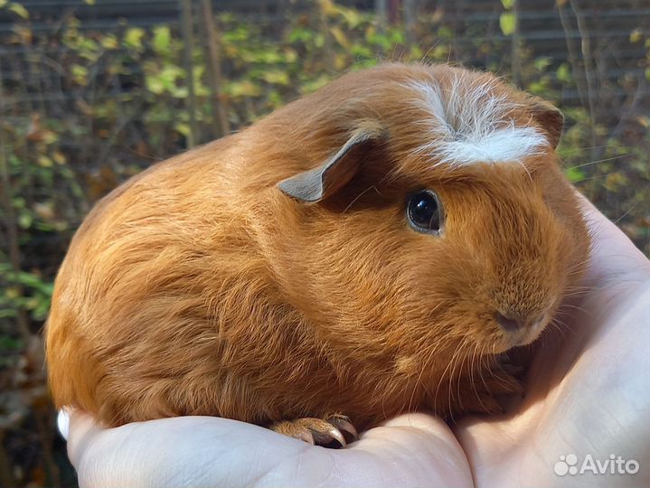 Морские свинки, мальчики