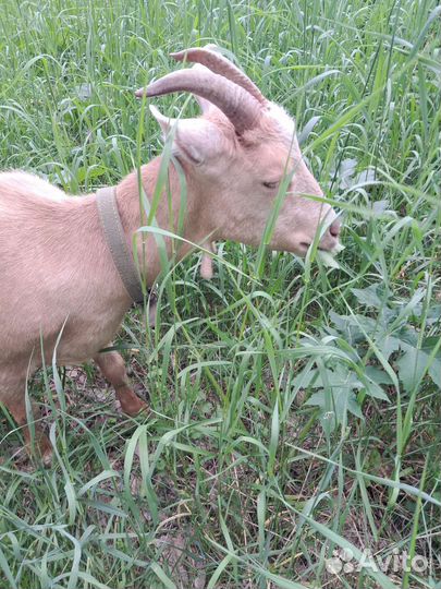 Коза дойная