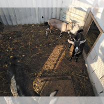 Коза дойная молочная