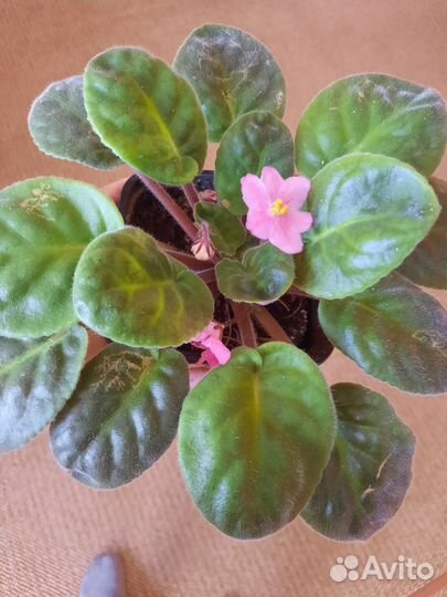 Комнатные домашние растения