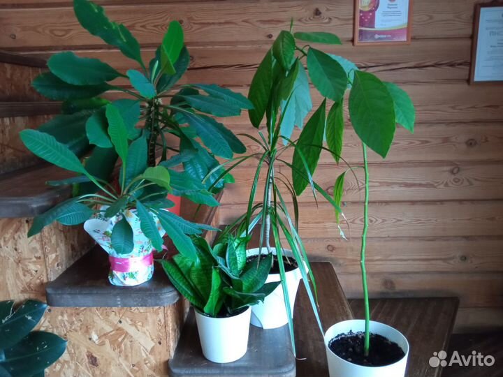 Комнатные растения