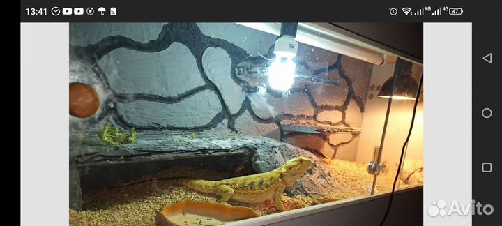 Фон, укрытие, Кокос, террариум/аквариум