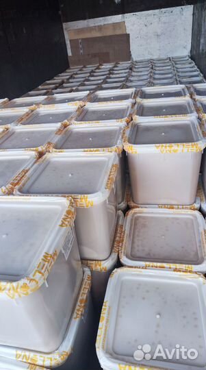 Оптом мед натуральный Алтайский минимально 16 кг