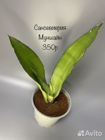 Сансевиерия муншайн