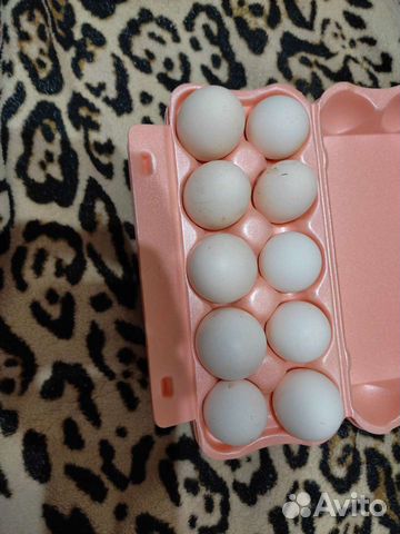 Борковская барвистая яйцо цыплята объявление продам