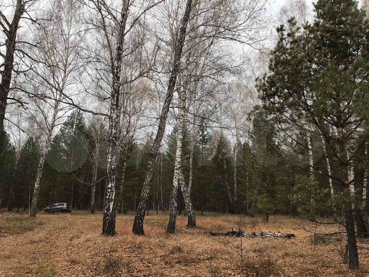 Участок 56 сот. (СНТ, ДНП)