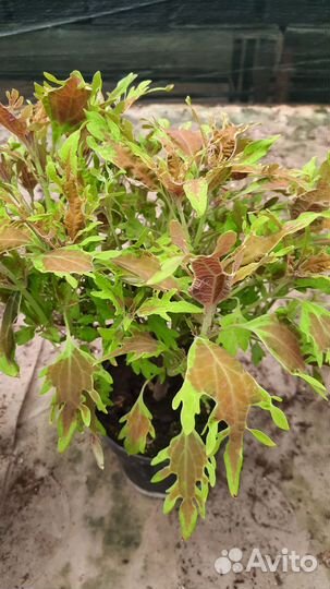 Колеусы вегетативные