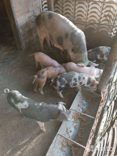 Продаются поросята