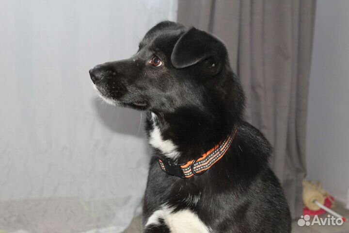 Молодой пёс в добрые руки