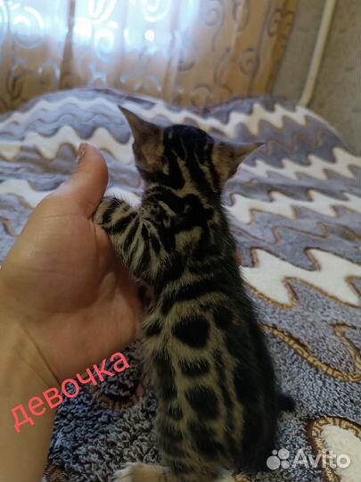 Бенгальская