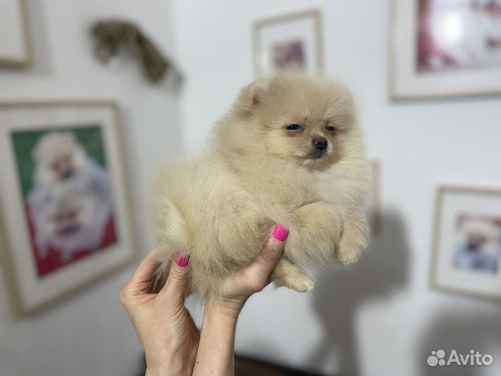 Щенки померанского шпица, куча маленьких щенков