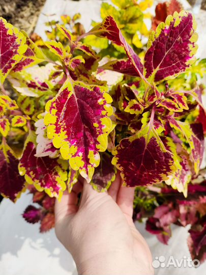 Колеусы вегетативные