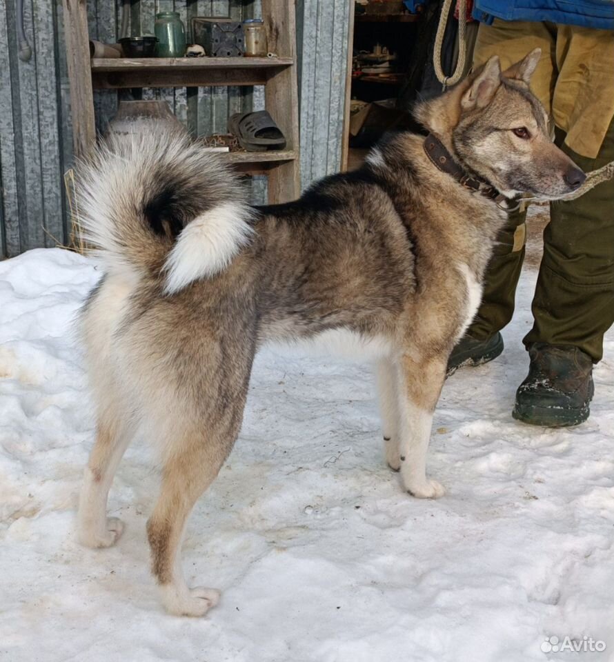 Лайку рабочую