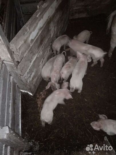 Поросята