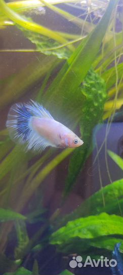 Рыба петушок