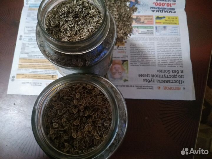 Семена укропа