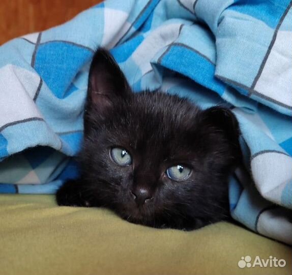 Отдам котёнка в добрые руки