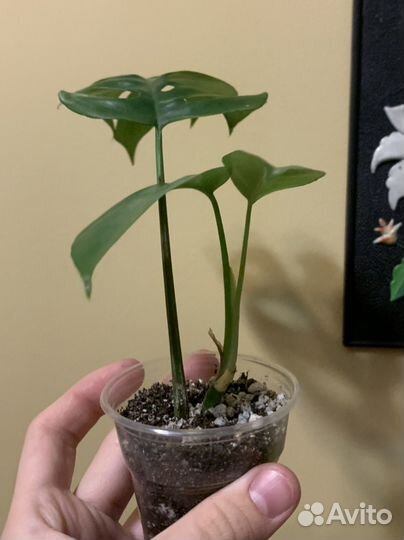 Монстера минима