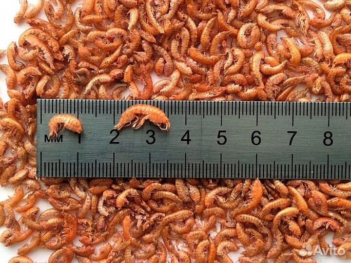 Гаммарус оптом