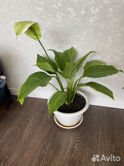 Спатифиллум, женское счастье