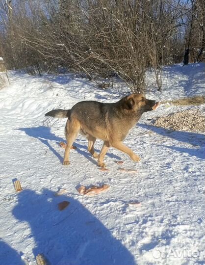 Собака в добрые руки