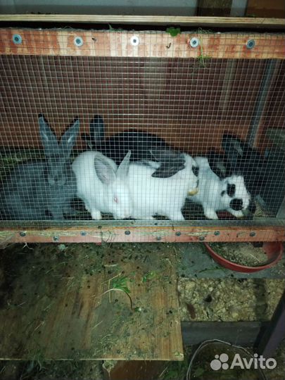 Продам кроликов на разведение и мясо разных пород