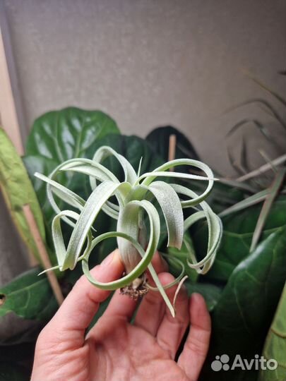 Атмосферные Тилландсии разные сорта