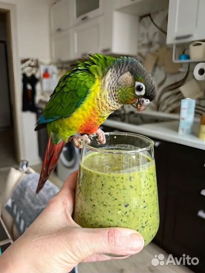 Попугай Пиррура Молине