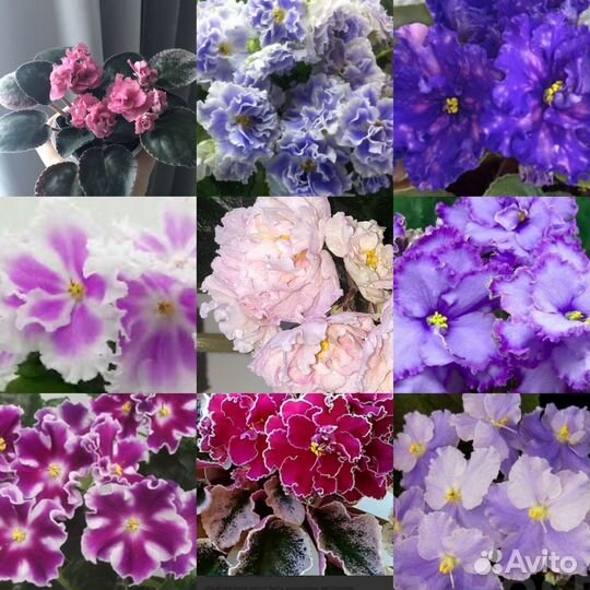 Фиалка наборы, трейлеры, мини, стандарт