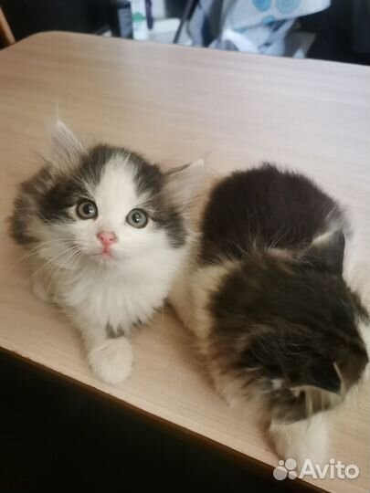 Котята пушистые