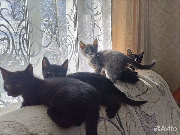 Котята отдам бесплатно