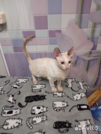 Котята корниш-рекс