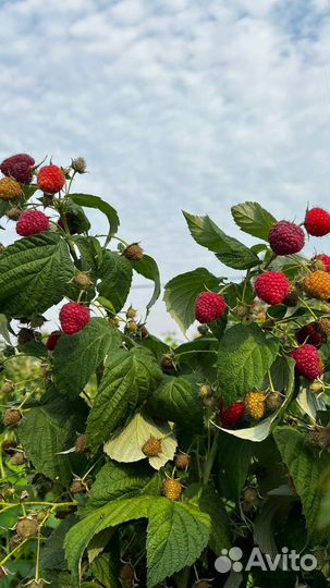 Саженцы ремонтантной малины