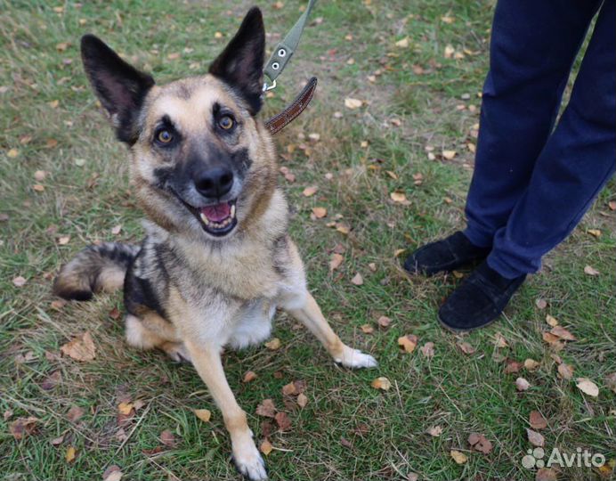 Старая собака всю жизнь за решеткой в приюте