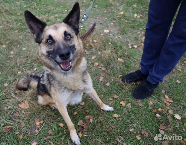 Старая собака всю жизнь за решеткой в приюте