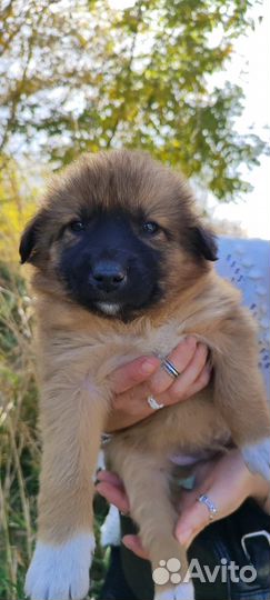 Ищут дом шенки