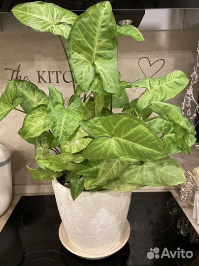 Комнатные цветы в наличии