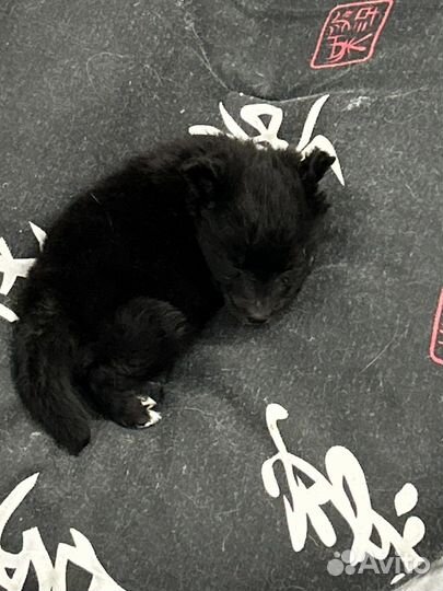 Собака в добрые руки щенок